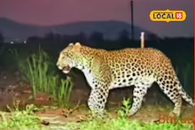 Leopard Attack : अचानक बिबट्या समोर आला तर काय कराल? असं करा संरक्षण, वनविभागाने दिल्या महत्त्वाच्या सुचना