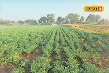 Agriculture News : पुरामुळे शेती बाधित झालीये? ही घ्या आता पिके, मिळेल चांगलं उत्पन्न, Video