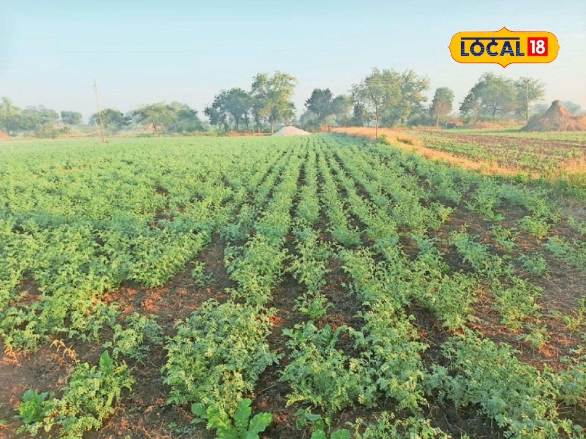 पुरामुळे शेती झाली बाधित? ही पिकं घेतली तरी येईल हातात उत्पन्न