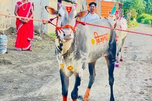 SUV पेक्षा 'बिजल्या' ठरला भारी, शेतकऱ्याला केलं लखपती, किंमत ऐकून सगळेच अवाक्