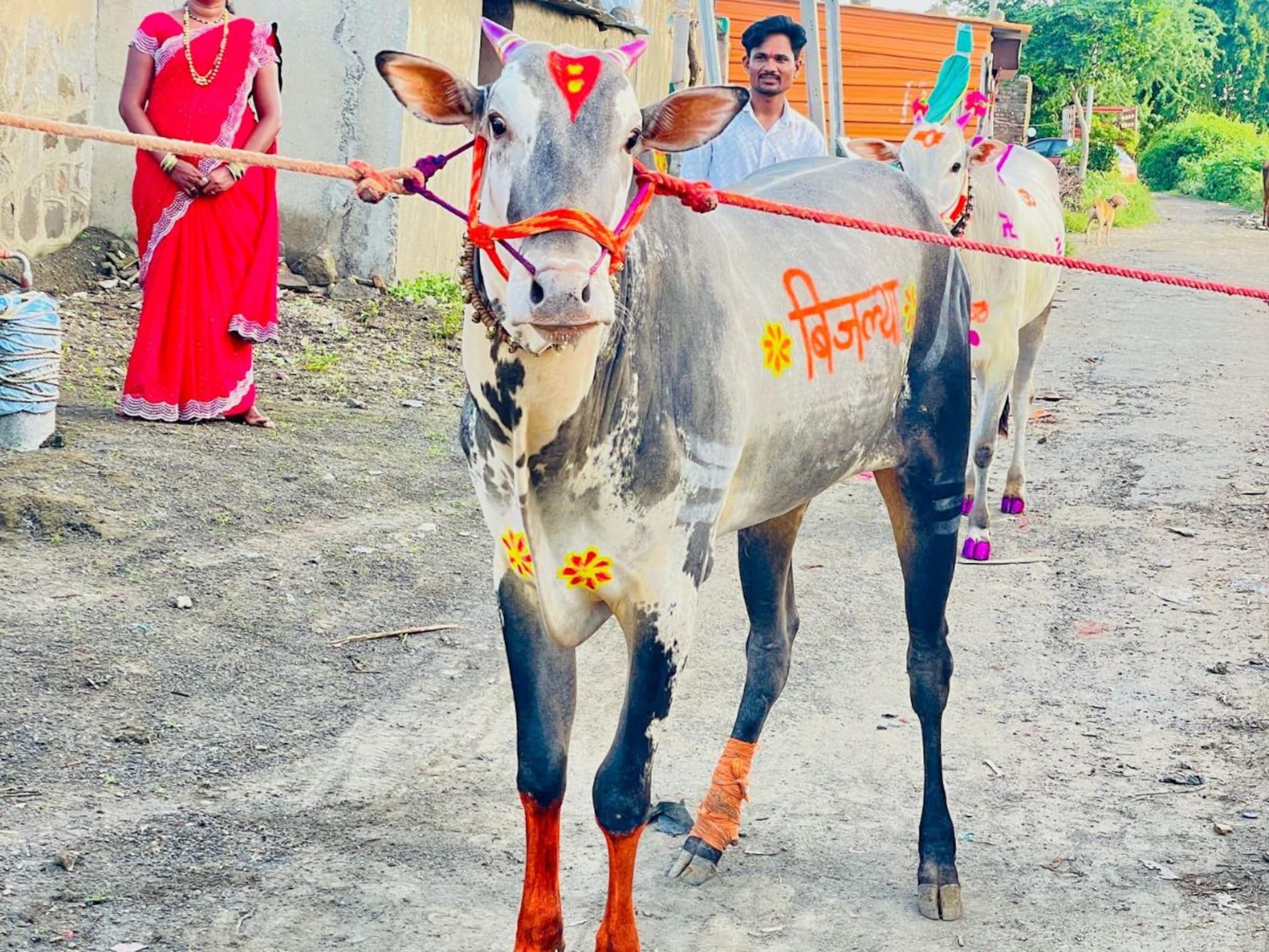 SUV पेक्षा 'बिजल्या' ठरला भारी, शेतकऱ्याला केलं लखपती, किंमत ऐकून सगळेच अवाक्