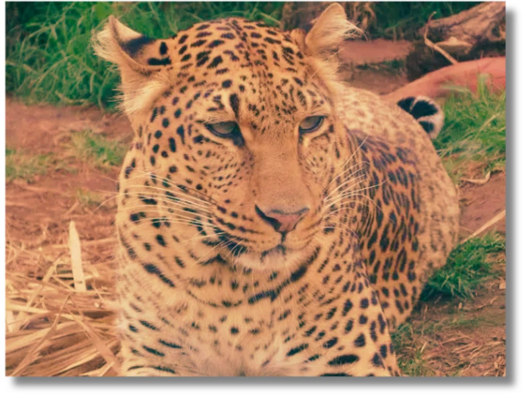 Shirur Leopard: ज्या बिबट्याला मारलं तोच नरभक्ष्यक होता हे कसं ओळखलं? एक फोटोमध्ये लपलंय रहस्य