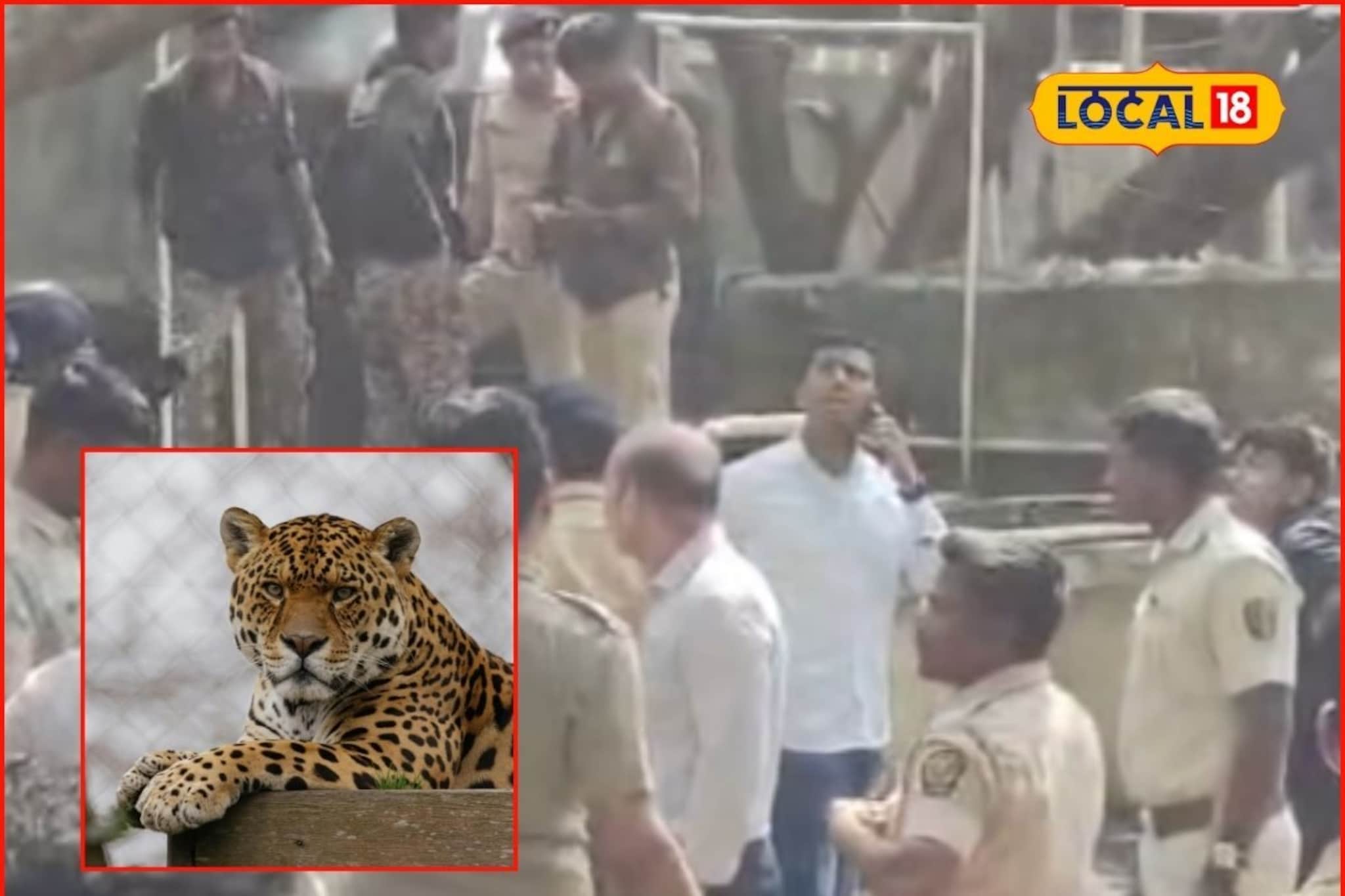 कोल्हापुरात हॉटेलमध्ये घुसला बिबट्या, हल्ल्यात दोघे जखमी, या भागात दहशत