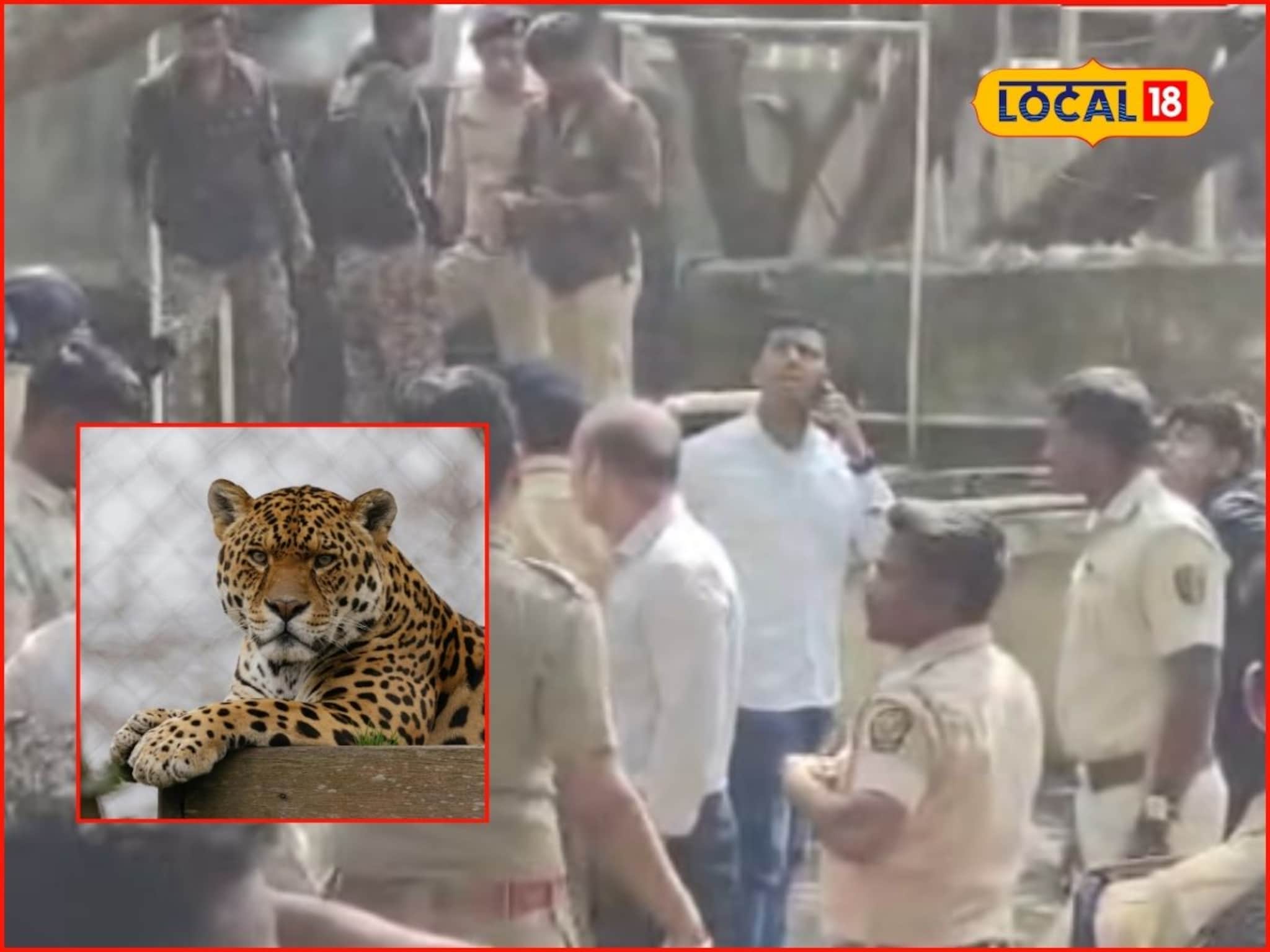 Kolhapur Leopard: कोल्हापुरात हॉटेलमध्ये घुसला बिबट्या, हल्ल्यात दोघे जखमी, या भागात दहशत