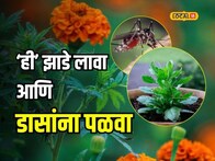 तुम्ही डासांमुळे त्रस्त आहात? ‘ही’ झाडे घरात लावा आणि दुर पळवा, Video