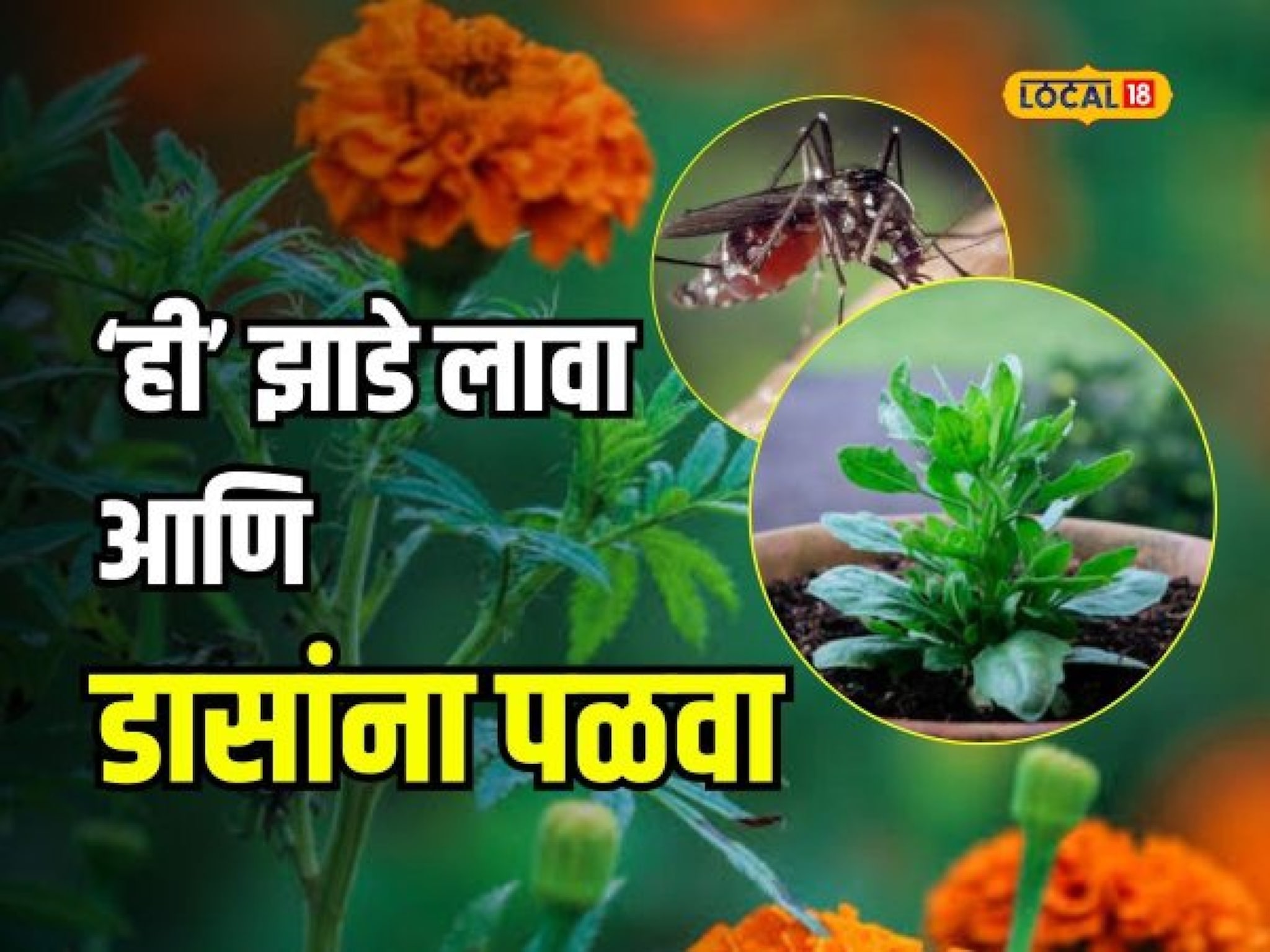 तुम्ही डासांमुळे त्रस्त आहात? ‘ही’ झाडे घरात लावा आणि दुर पळवा, Video