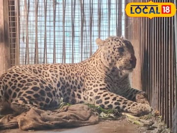 पिंजऱ्यातील सावजाचीच चोरी(प्रतिकात्मक फोटो) पिंजऱ्यातील सावजाचीच चोरी(प्रतिकात्मक फोटो)