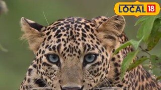 बिबट्याचा हल्ला (फाईल फोटो)