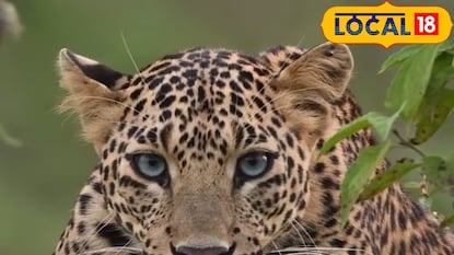 बिबट्याचा हल्ला (फाईल फोटो) बिबट्याचा हल्ला (फाईल फोटो)