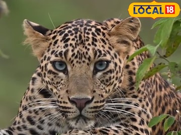 बिबट्याचा हल्ला (फाईल फोटो) बिबट्याचा हल्ला (फाईल फोटो)