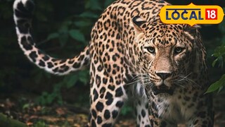 धानोरीत दिसला बिबट्या (फाईल फोटो) 