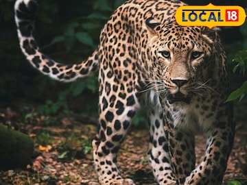 धानोरीत दिसला बिबट्या (फाईल फोटो) धानोरीत दिसला बिबट्या (फाईल फोटो)