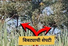 शिरूरकरांनो सावधान, झाडावर बसून बिबट्याची टेहाळणी, भीतीदायक Video