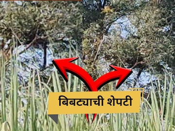 शिरूरच्या काही भागात बिबट्याचे दर्शन