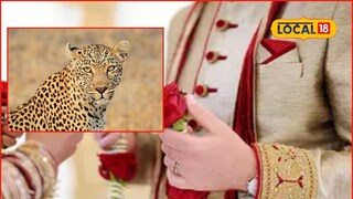 नशीब फुटलं! 'वेल सेटल' असूनही लग्नं मोडली, बिबट्याच्या भीतीने सोयरिकच होईना!