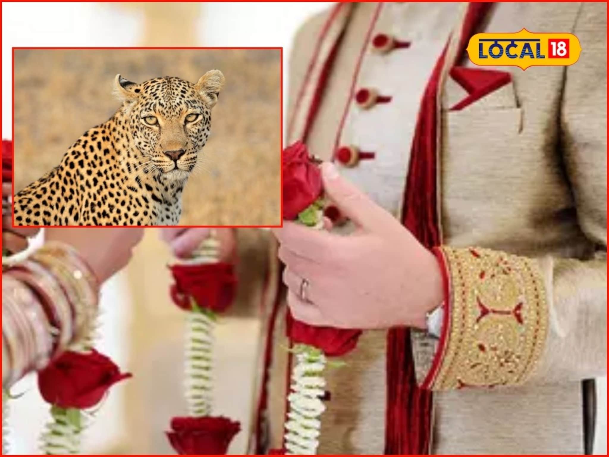 नशीब फुटलं! 'वेल सेटल' असूनही लग्नं मोडली, बिबट्याच्या भीतीने सोयरिकच होईना, शेकडो तरुण बिनलग्नाचे!