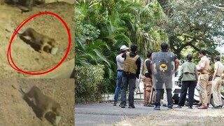 औंधमध्ये बिबट्याचे दर्शन