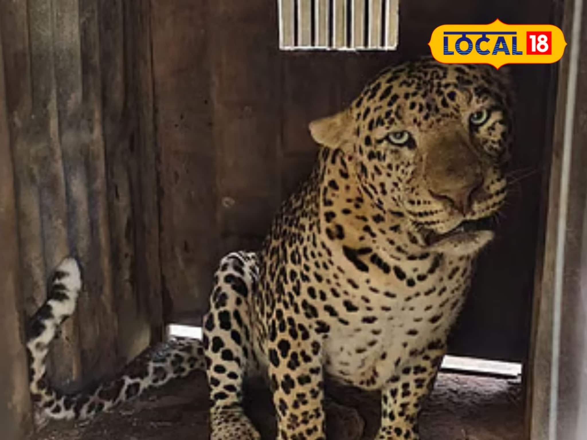 बिबट्याचे हल्ले वाढले, वन विभागाने घेतला मोठा निर्णय, आता...