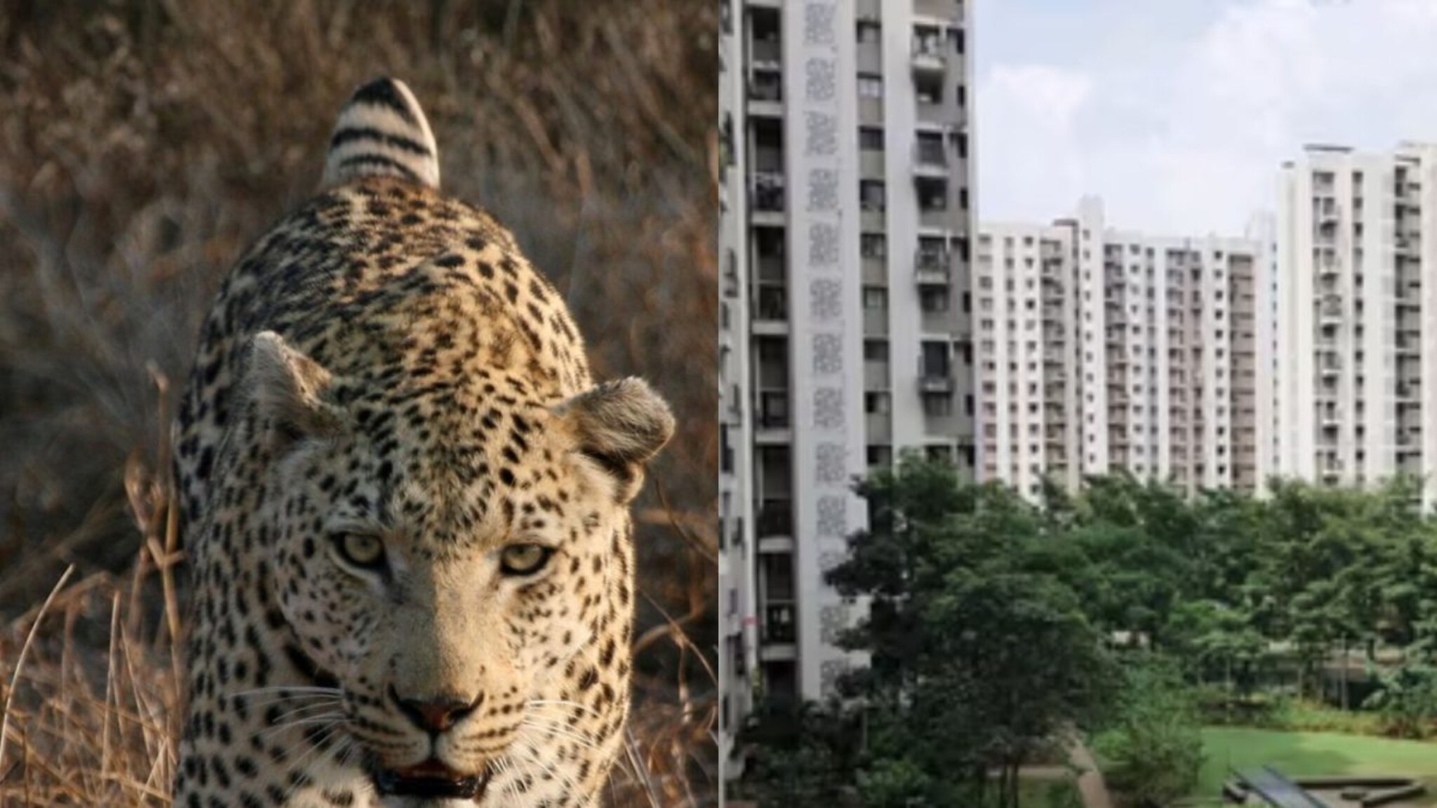 Dombivli News: डोंबिवलीत बिबट्या आला रे! हाय प्रोफाईल परिसरात झालं दर्शन, प्रशासनाकडून शोध सुरू