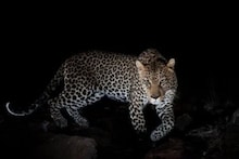 Junnar Leopard : मध्यरात्रीची वेळ;सगळीकडे अंधार, शांतता... तो आला अन् घेतले 13 जीव