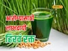 आरोग्यदायी जीवनासाठी 'हिरवं रक्त', पाहा गव्हांकुर रस बनवायचा कसा? Video