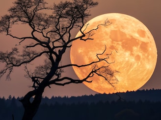 वर्षातील शेवटच्या पौर्णिमेपासून या राशींचा चांगला काळ सुरू; धनलक्ष्मीचा आशीर्वाद