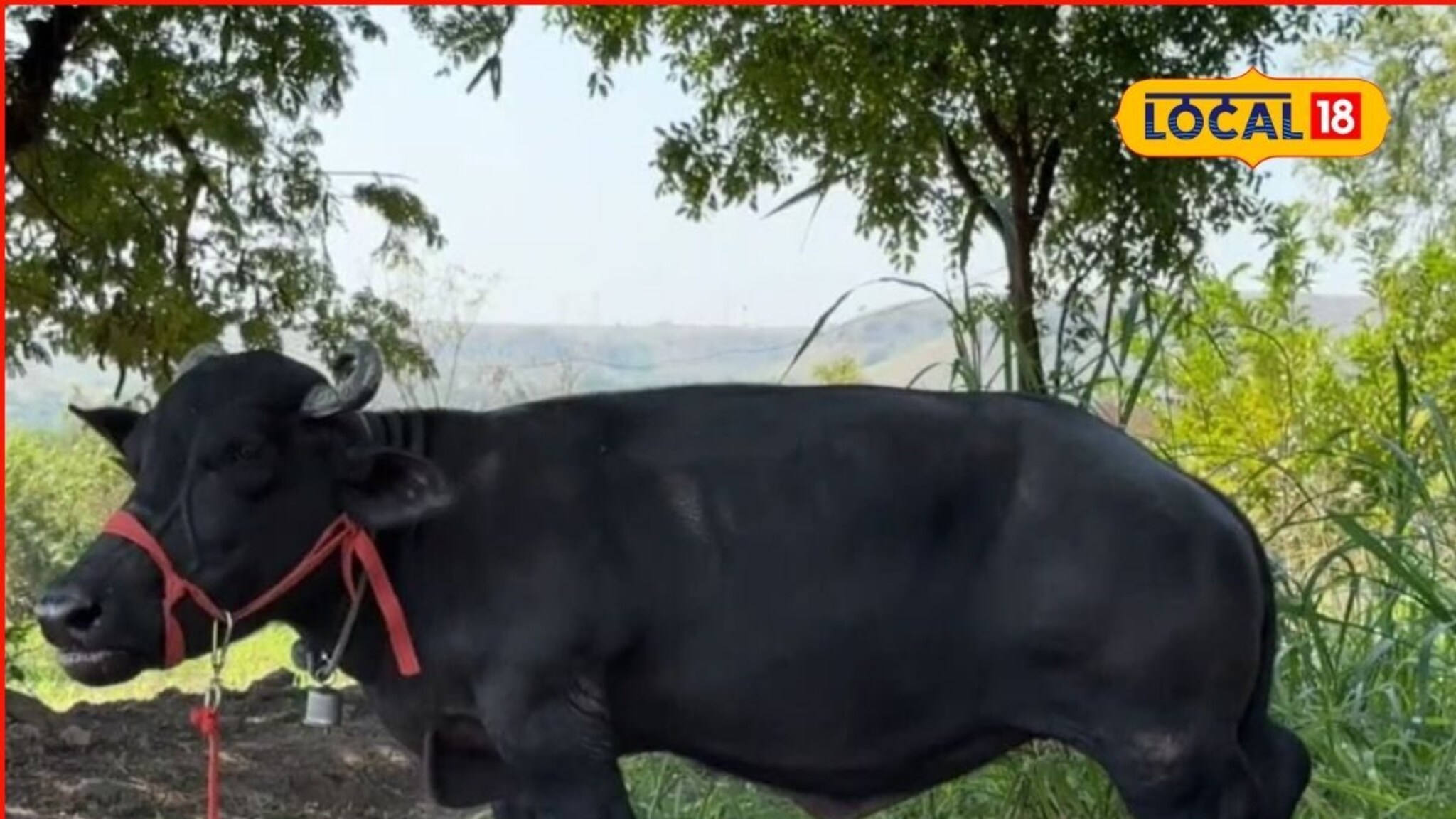 वजन 285 किलो, उंची 2 फूट 8 इंच, बुटक्या राधाची झाली गिनीज वर्ल्ड रेकॉर्डमध्ये नोंद