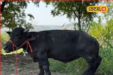 वजन 285 किलो, उंची 2 फूट 8 इंच, बुटक्या राधाची झाली गिनीज वर्ल्ड रेकॉर्डमध्ये नोंद