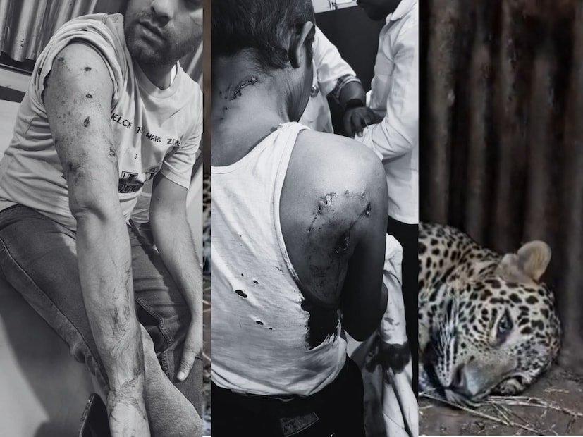  बिबट्याने हातावर चावा घेतला. त्यामुळे या वनरक्षकाला तातडीने शासकीय रुग्णालयात हलवण्यात आलं. 