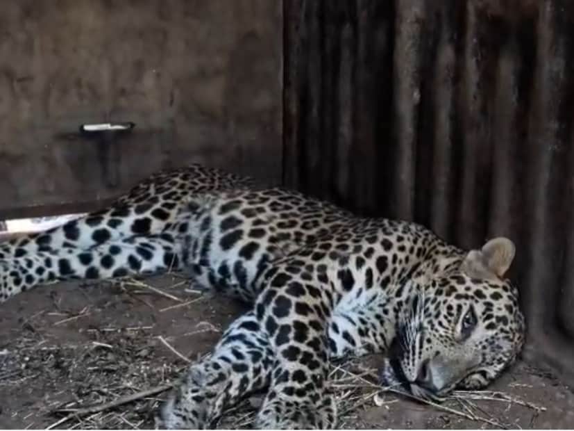  मागील काही दिवसांपासून पुणे, नाशिक आणि अहिल्यानगरमध्ये बिबट्याने हैदोस घातला आहे. नागरी वस्तीत शिरून लहान मुलांवर हल्ला करणे, या घटना आता किरकोळ झाल्या आहे. अशातच आज नाशिकमध्ये भर दिवसा एक बिबट्या सोसायटीमध्ये शिरला. 