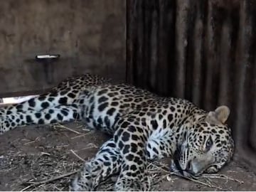 वनरक्षकाचा चेहराच पकडला अन् एकाचा खांदा, सोसायटीत शिरलेल्या बिबट्याचे 8 PHOTOS वनरक्षकाचा चेहराच पकडला अन् एकाचा खांदा, सोसायटीत शिरलेल्या बिबट्याचे 8 PHOTOS