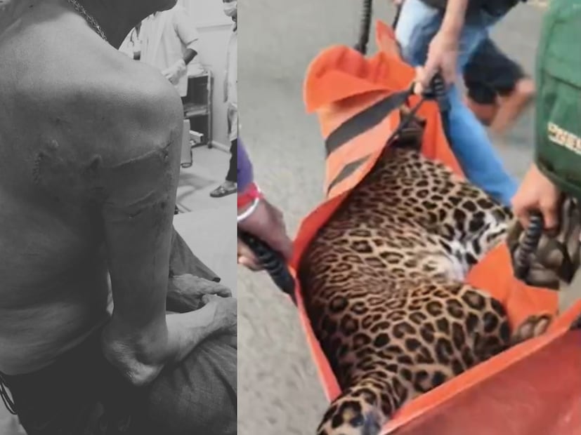   परिसरात मोठ्या प्रमाणावर गोंधळ उडाल्याने पोलिसांनी तत्काळ नागरिकांना बाहेर येण्यास मजाव केला.  बिबट्याच्या हालचालींवर नियंत्रण मिळवण्यासाठी वनविभागाने परिसरात शेकडो मीटरचा घेराव घातला होता. पिंजरा लावून पकडण्याची मोहीम सुरू करण्यात आली.