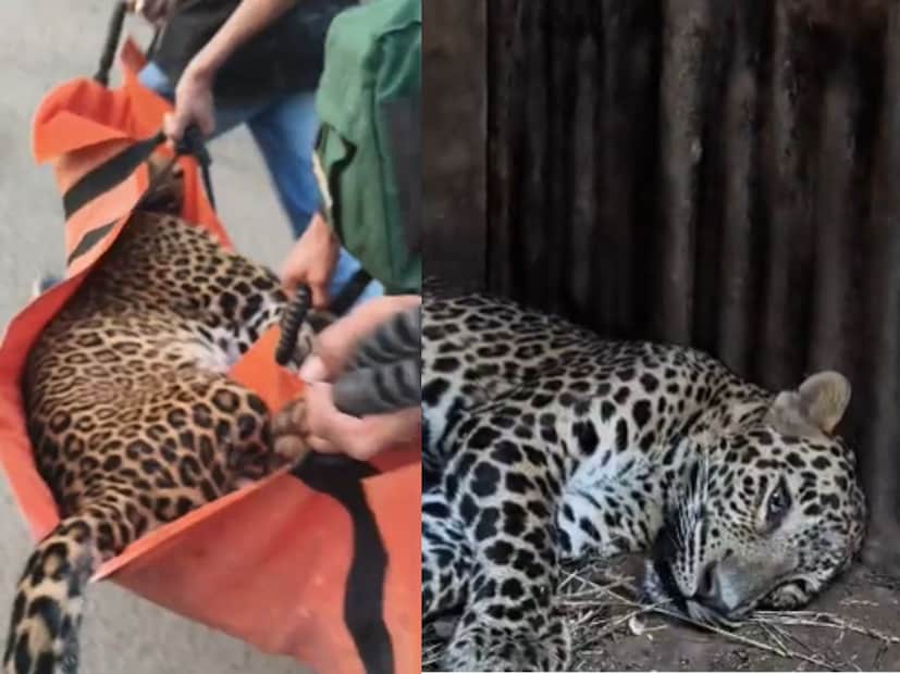 अखेरीस वनरक्षक दलाच्या जवानांनी ट्रॅक्युलायझरच्या मदतीने बिबट्याला बेशुद्ध करून पकडण्यात आलं. बिबट्याला जेरबंद केल्यानंतर  म्हसरूळ येथील वन्यजीव उपचार केंद्रात हलवण्यात आलं आहे.