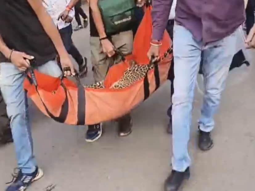 वनरक्षक दलाची आणखी कुमक घटनास्थळी दाखल झाली. आता बिबट्याला पाहण्यासाठी मीडियाचे प्रतिनिधी आणि लोकांची झुंबड उडाली. त्यामुळे बिबट्या आणखी बिथरला.