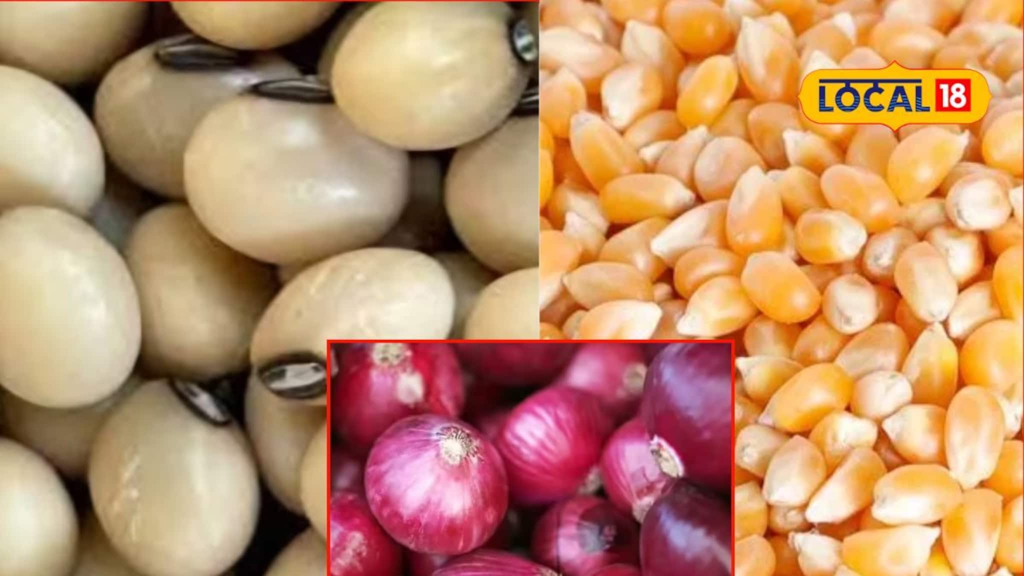 Krushi Market: मक्याचे दर भुईसपाट! कांदा, सोयाबिनला रविवारी किती मिळाला भाव?