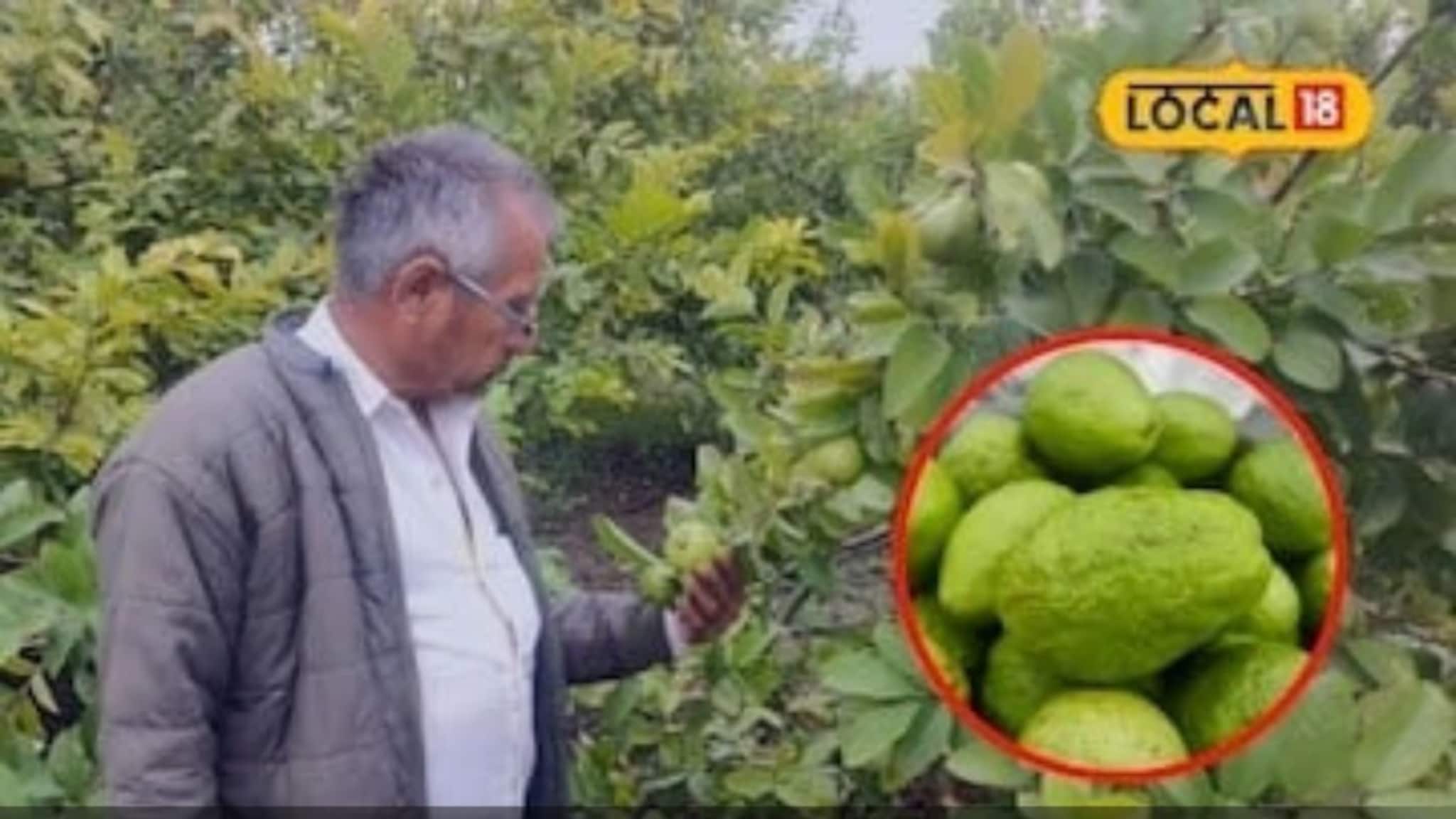 Farmer success story: पेरूनं नशीब चमकवलं, 4 बिगामधून 400000 लाखांचं उत्पन्न घेणारा हा बागायतदार कोण?