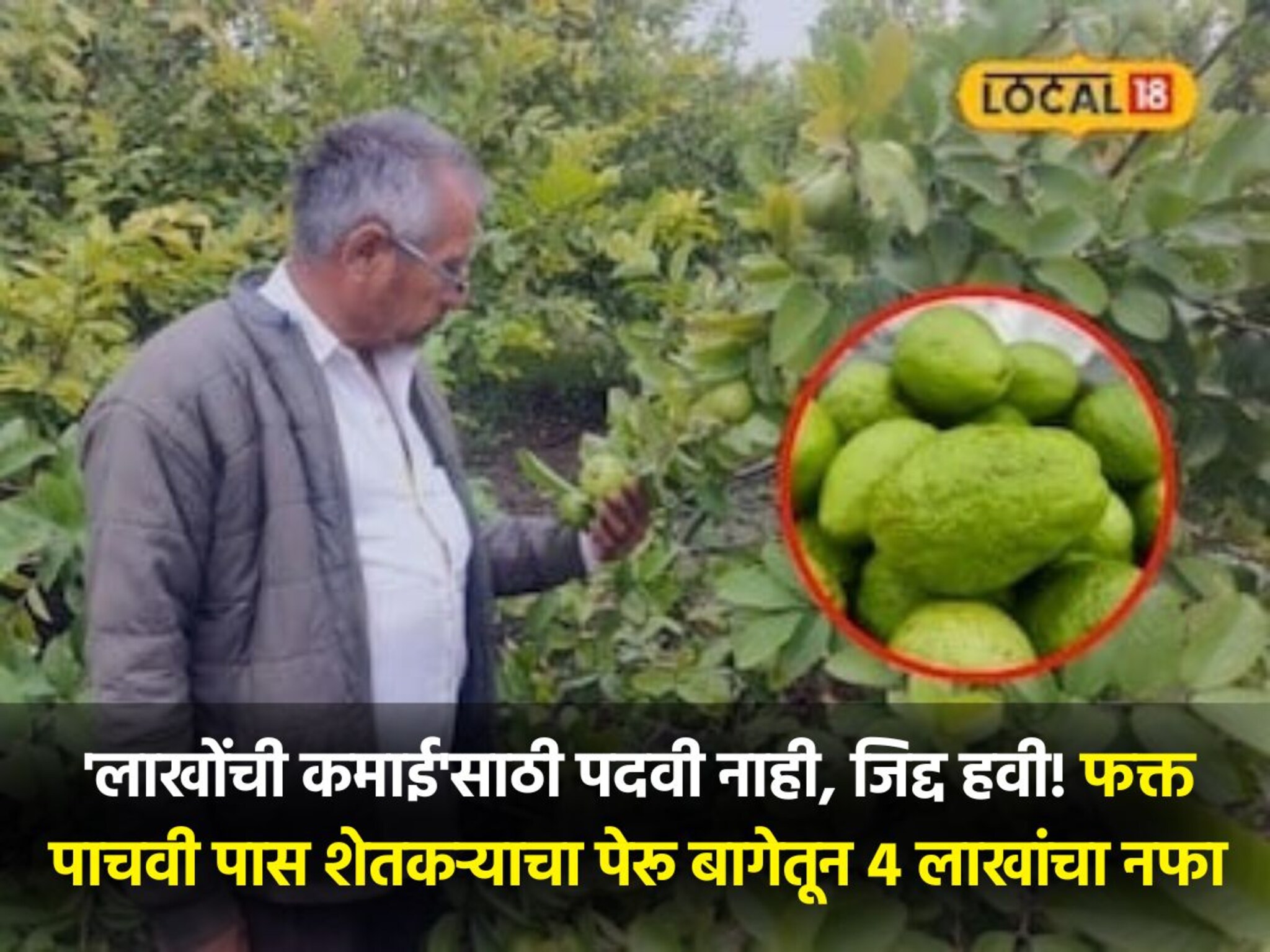 Farmer success story: पेरूनं नशीब चमकवलं, 4 बिगामधून 400000 लाखांचं उत्पन्न घेणारा हा बागायतदार कोण?