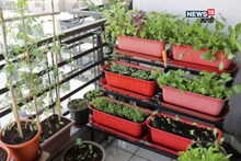 ना खत ना औषधं! घरातील एक वस्तू बाल्कनीतील झाडांची करेल झटपट वाढ, ते कसं?