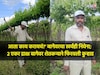 द्राक्ष बाग बहरली पण फळ येईना, २ एकरावर रडत-रडत शेतकऱ्यानं फिरवली कुऱ्हाड
