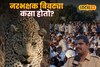 बिबट्या नरभक्षक कसा होतो? पुण्याच्या ग्रामीण भागातील धक्कादायक आकडेवारी
