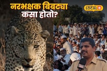 Pune News: बिबट्या नरभक्षक कसा होतो? पुण्याच्या ग्रामीण भागातील धक्कादायक आकडेवारी