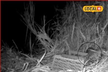 Leopard Attack: काठीला घुंगरू बांधा, बॅटरी सोबत ठेवा, पुण्यातील या भागात धोका वाढला, धक्कादायक कारण समोर...