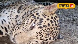 Rising Leopard Attacks in Pune