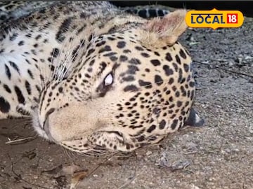 Rising Leopard Attacks in Pune