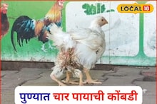 अहो खरंच! पुण्यात दिसली चार पायाची कोंबडी, पाहण्यासाठी लागल्या रांगा, Video