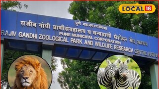Katraj Zoo: सिंह, झेब्रा आता पुण्यात पाहता येणार, राजीव गांधी प्राणी संग्रहालयाचं तिकीट महागणार, कारण...