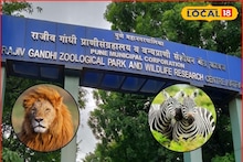 Katraj Zoo: सिंह, झेब्रा आता पुण्यात पाहता येणार, राजीव गांधी प्राणी संग्रहालयाचं तिकीट महागणार, कारण...