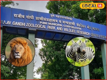 Katraj Zoo: सिंह, झेब्रा आता पुण्यात पाहता येणार, राजीव गांधी प्राणी संग्रहालयाचं तिकीट महागणार, कारण...
