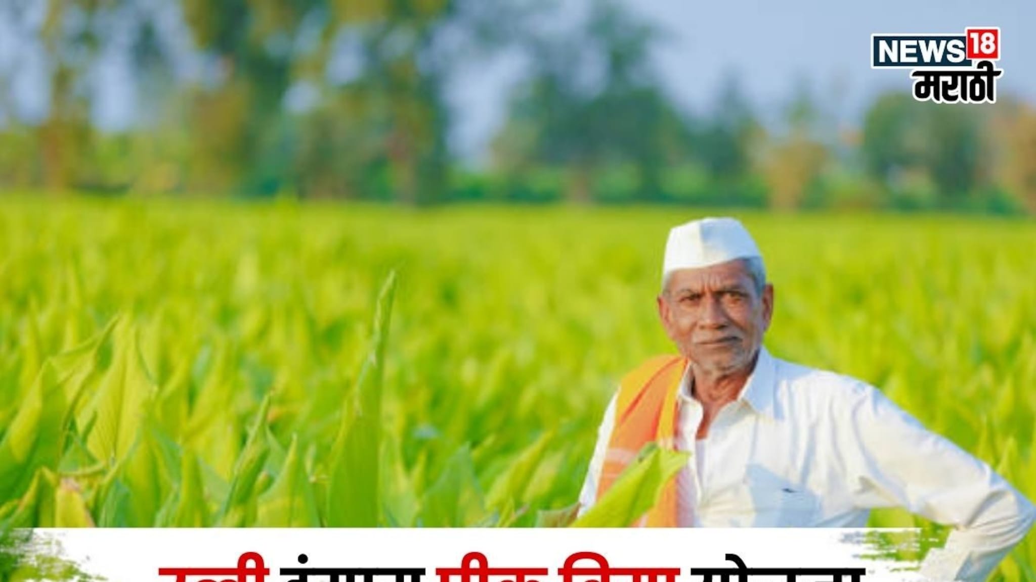 रब्बी हंगाम पीक विमा अपडेट! यंदा किती पिकांचा समावेश? अर्जाची अंतीम मुदत काय?