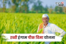 रब्बी हंगाम पीक विमा अपडेट! यंदा किती पिकांचा समावेश? अर्जाची अंतीम मुदत काय?